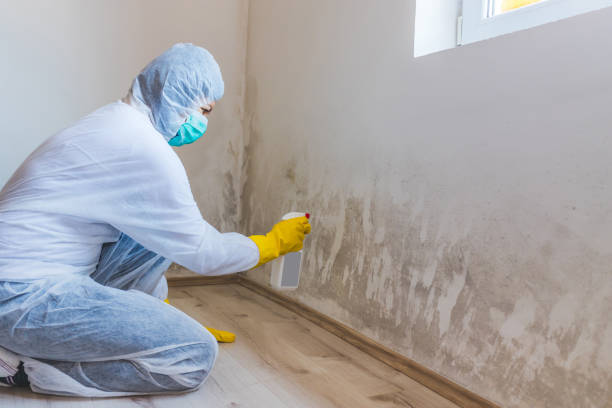 Licensed Black Mold Removal service in Brinklow, MD - WQB Mold Removal