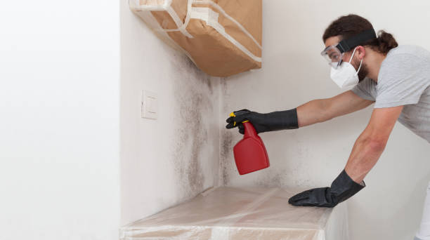 Professional Black Mold Removal technician working in Brinklow, MD