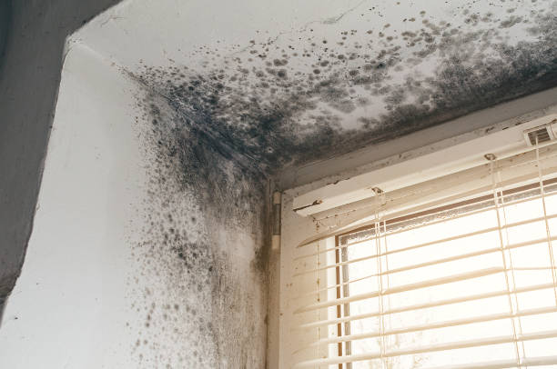 Affordable Black Mold Removal solutions in Brinklow, MD