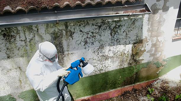 Top rated local Black Mold Removal specialists in Brinklow, MD